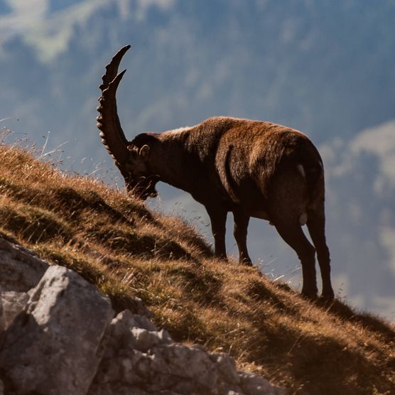 Bild Steinbock am Fressen - zum Bild