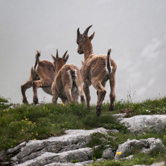 Foto Steingeissen auf der Flucht - zum Foto