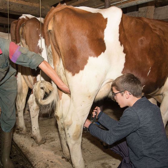 Foto Schüler hilft Alpbewirtschafter beim Melken - zum Foto