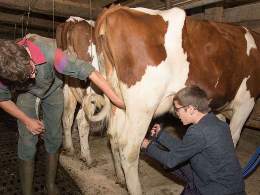 Foto Mann beim Melken einer Kuh - zum Foto