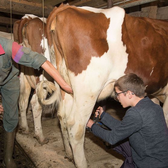 Foto Mann beim Melken einer Kuh - zum Foto