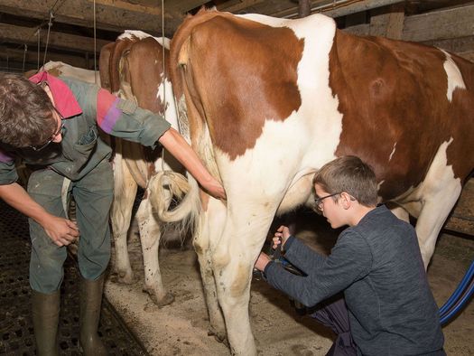 Foto Schüler hilft Alpbewirtschafter beim Melken - zum Foto