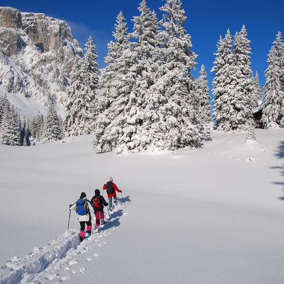 Foto Skitourengruppe unterwegs zwischen tiefverschneiten Tannen - zum Foto