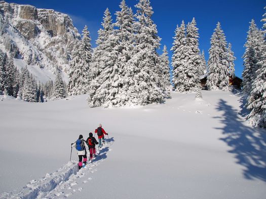 Foto Skitourengruppe unterwegs zwischen tiefverschneiten Tannen - zum Foto
