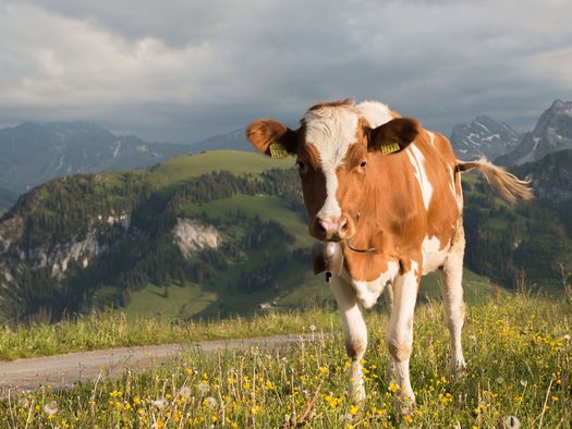 Foto Rind auf einer Blumenwiese auf der Alp - zum Foto