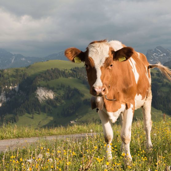 Foto Rind auf einer Blumenwiese auf der Alp - zum Foto