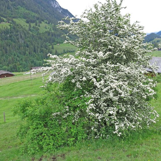 Foto Weiss blühender Weissdorn - zum Foto