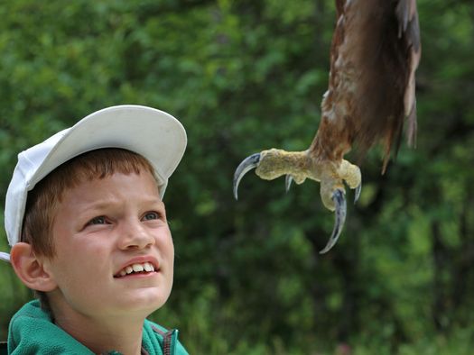 Foto Junge betrachtet die Krallen eines Adlers - zum Foto
