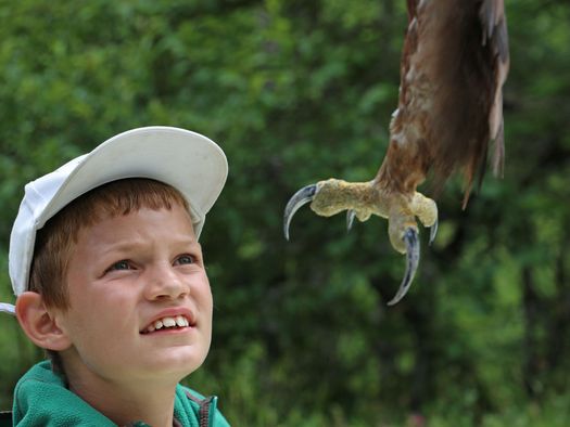 Foto Junge betrachtet Krallen eines Adlers - zum Foto