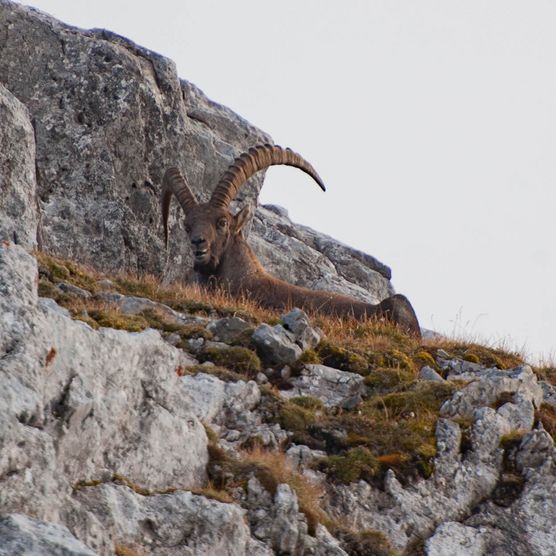 Bild Steinbock sitzt auf dem Felsen - zum Bild