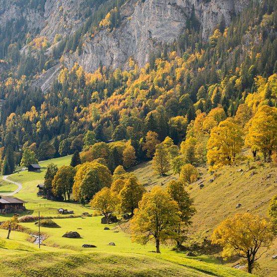 Foto Überblick über die herbstliche Bergahornlandschaft Meniggrund - zum Foto