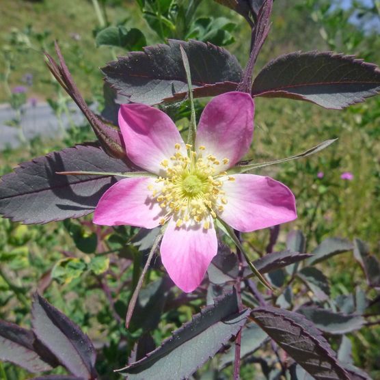 Foto Blüte einer bereiften Rose - zum Foto