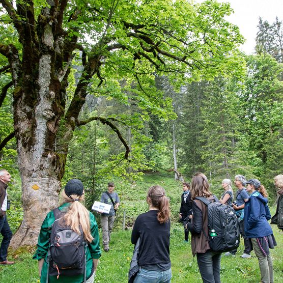 Foto Exkursionsteilnehmer stehen im Kreis um einen Bergahorn - zum Foto