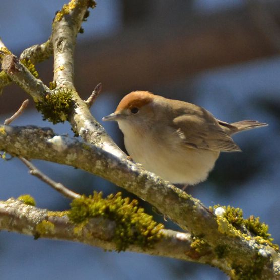 Foto Eine Mönchsgrasmücke (Vogel) sitzt auf einem Apfelbaum - zum Foto