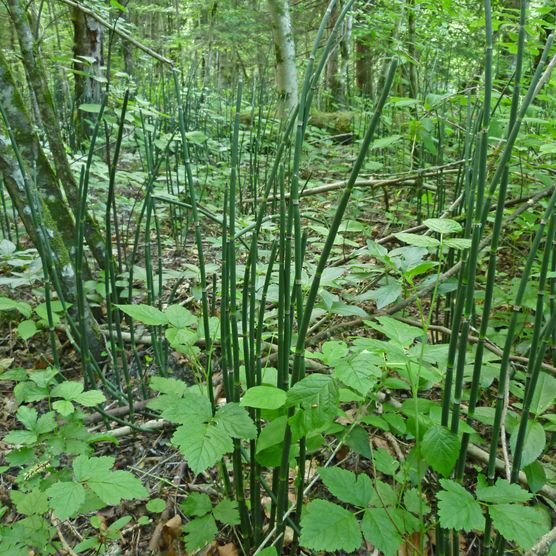 Foto Schachtelhalm in Naturschutzgebiet Wilerau - zum Foto