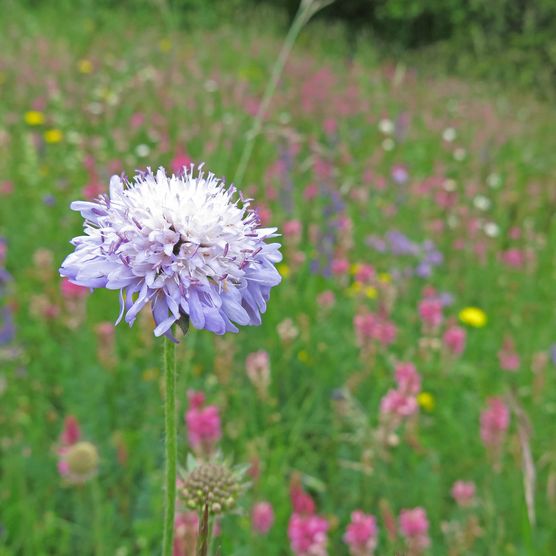 Foto hell-violette Wittwenblume auf Trockenwiese - zum Foto