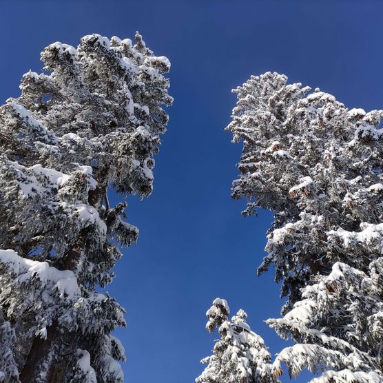 Picture Snowy fir trees - to the picture