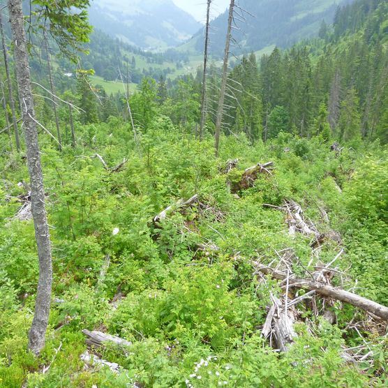 Foto nachwachsende Sturmfläche Flüehschwand - zum Foto