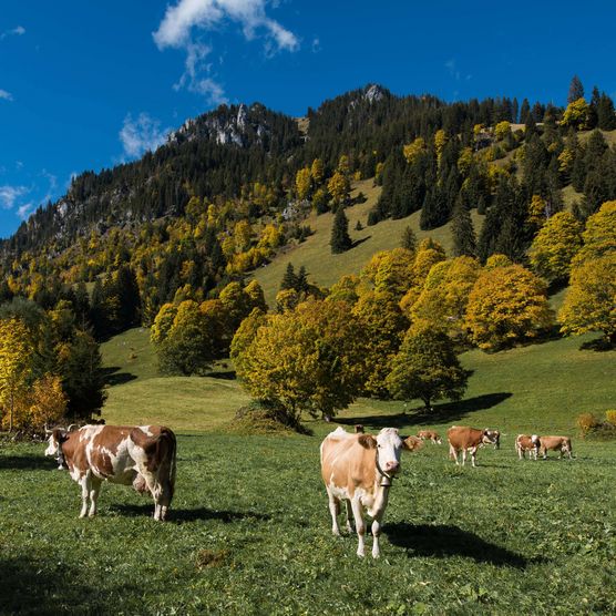 Foto Bergahornlandschaft mit weidenden Kühen