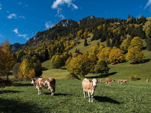 Foto Bergahornlandschaft mit weidenden Kühen