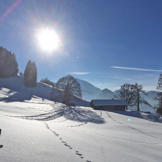 Foto Winterlandschaft auf Springenboden - zum Foto