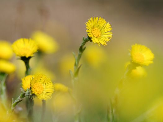 Photo fleurs jaunes (Zytröseli) - vers la photo