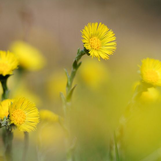 Picture Yellow flowers (Zytröseli) - to the picture