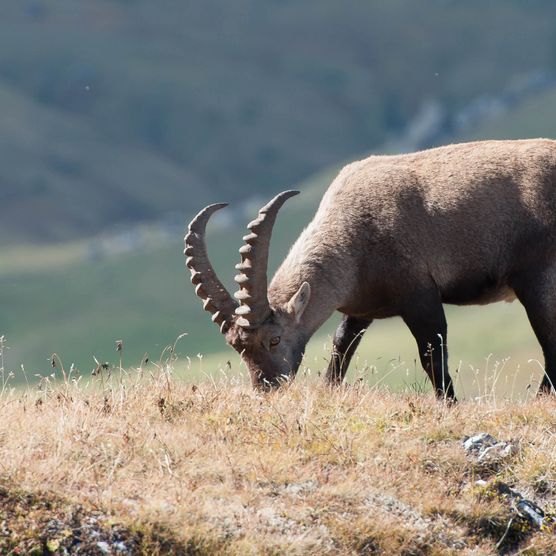 Bild Steinbock am Fressen - zum Bild