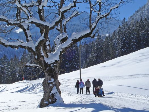 Foto Winterwanderer unterwegs, im Vordergrund ein verschneiter Bergahorn - zum Foto