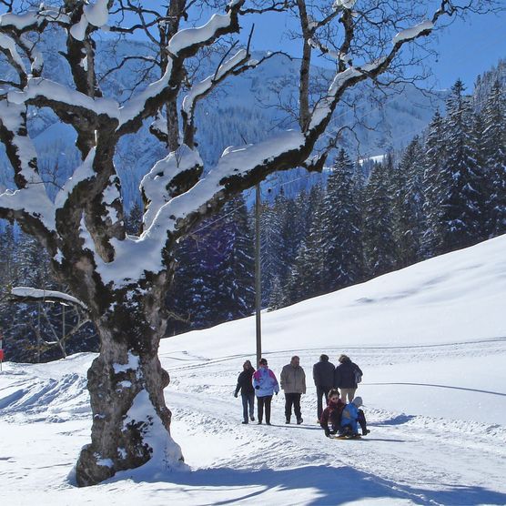 Photo Winter hikers on the move, in the foreground a snow-covered sycamore maple - to the photo