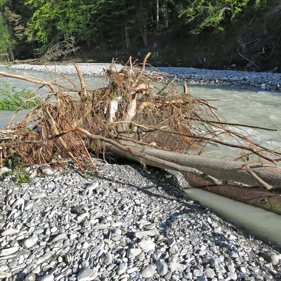 Foto Holzstamm liegt am Flussufer - zum Foto