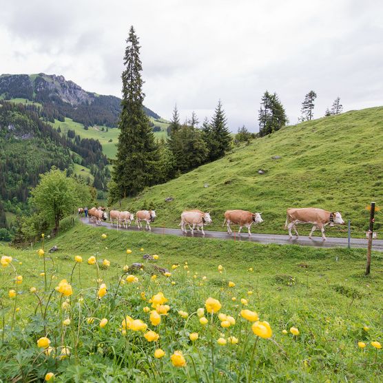 Foto Züglete im Naturpark Diemtigtal - zum Foto