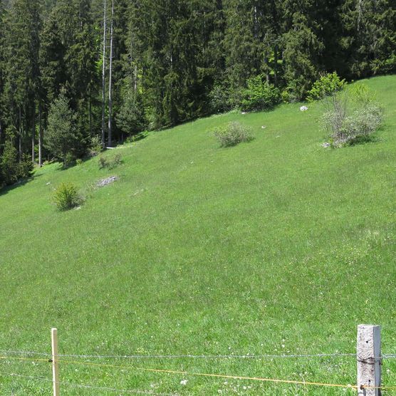 Foto Bergwiese mit einzelnen Strauchstrukturen - zum Foto