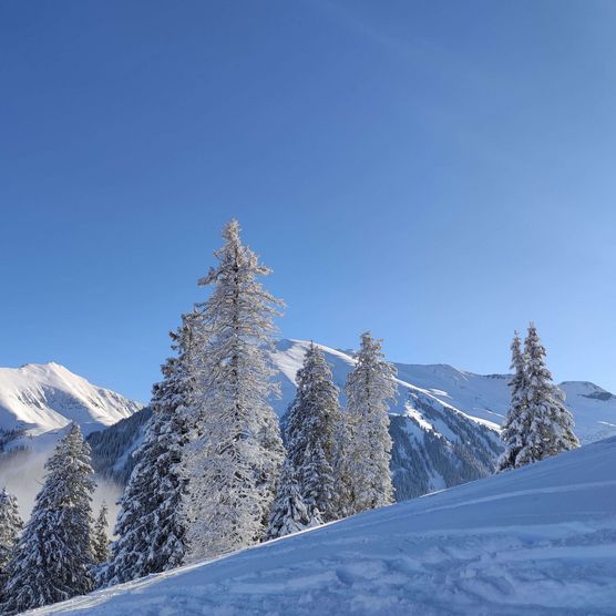 Foto Tief verschneite Tannen - zum Foto