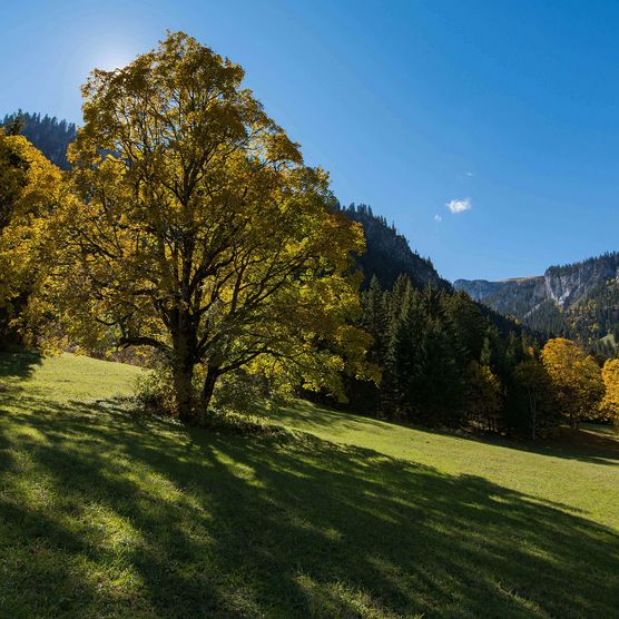 Foto Bild zweier Bergahorne - zum Foto