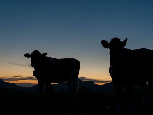 Foto Silhouette von zwei Kühen beim Eindunkeln - zum Foto