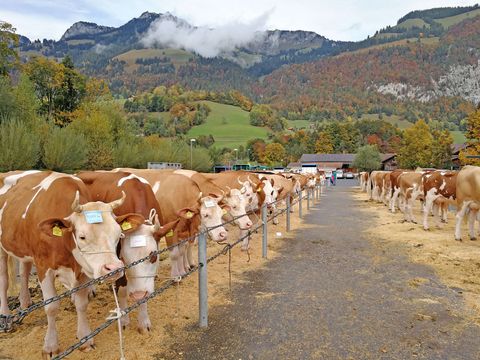 Die Kühe sind in mehreren Reihen an einen Zaun angebunden