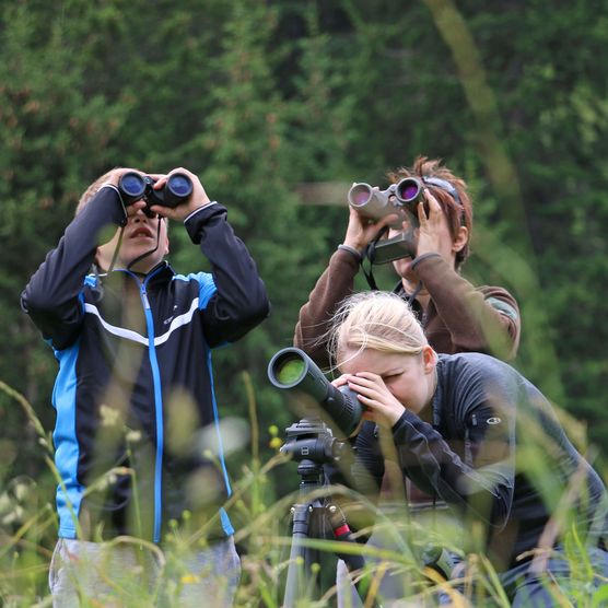 Foto eine Gruppe beobachtet Wildtiere durch Ferngläser - zum Foto