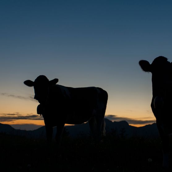 Foto Zwei Kühe in der Abenddämmerung - zum Foto