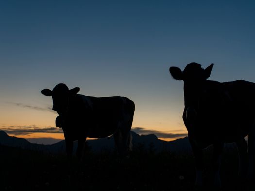 Foto Zwei Kühe in der Abenddämmerung - zum Foto