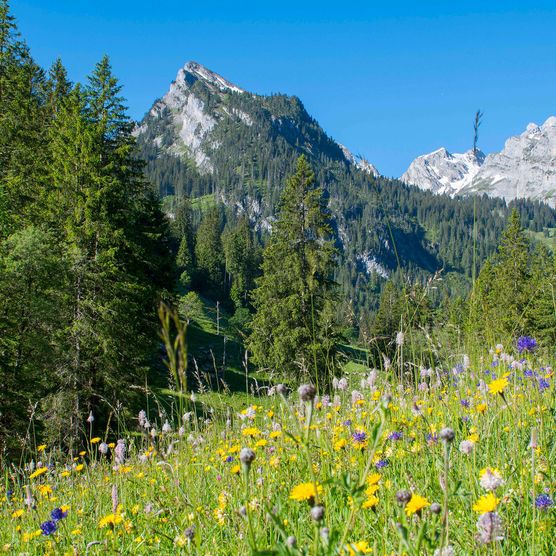 Foto Blumenwiese mit Spillgerten im Hintergrund - zum Foto