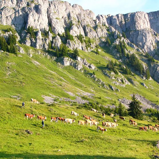 Foto Die Kühe werden auf die Alp getrieben - zum Foto