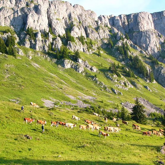 Foto Die Kühe werden auf die Alp getrieben - zum Foto