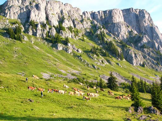 Foto Die Kühe werden auf die Alp getrieben - zum Foto