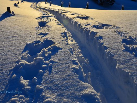 Foto Spuren eines Skitourenläufers im Tiefschnee - zum Foto