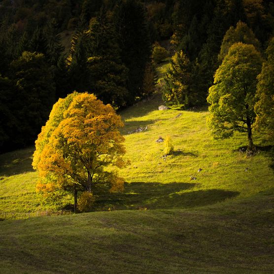 Foto Ein einzelner Bergahornbaum wird vom Sonnenlicht angestrahlt - zum Foto