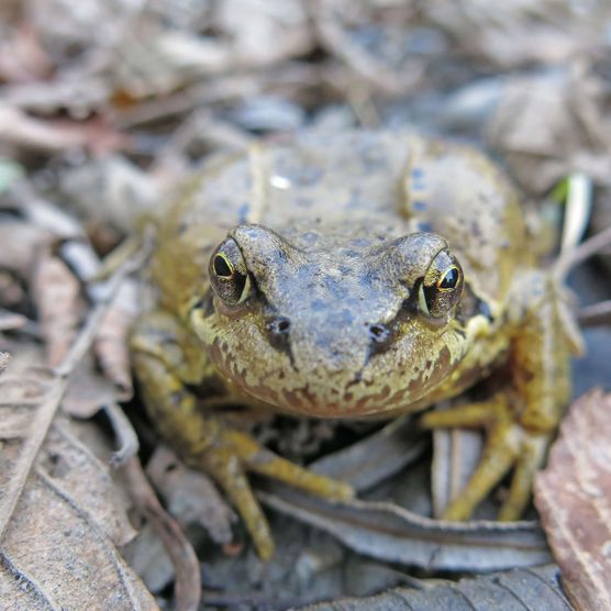 Foto Ein Grasfrosch sitzt auf dem Laub - zum Foto