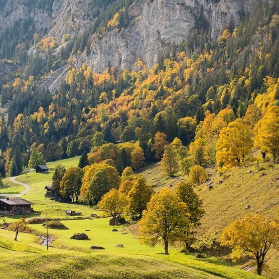 Foto Bunter Herbstwald - zum Foto