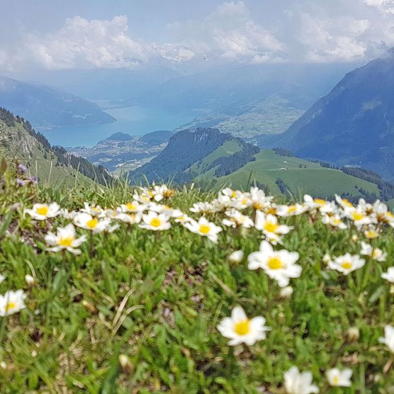 Foto Blumenwiese, im Hintergrund Sicht auf den Thunersee - zum Foto