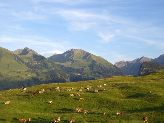 Foto Kühe auf der Alp - zum Foto